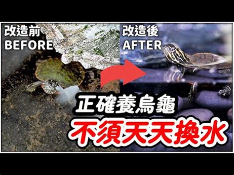 烏龜的家|新手必看：烏龜家指南